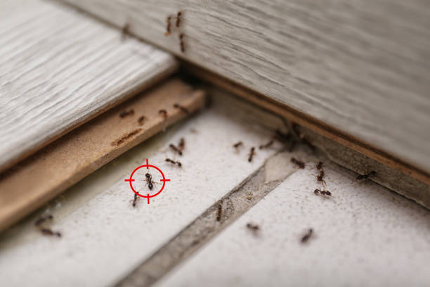 Best Mosquito Control Services  in Hoyt Lakes, MN